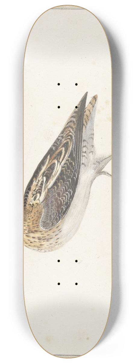 Pieter Withoos - Watersnip 8.25 inch art skate deck