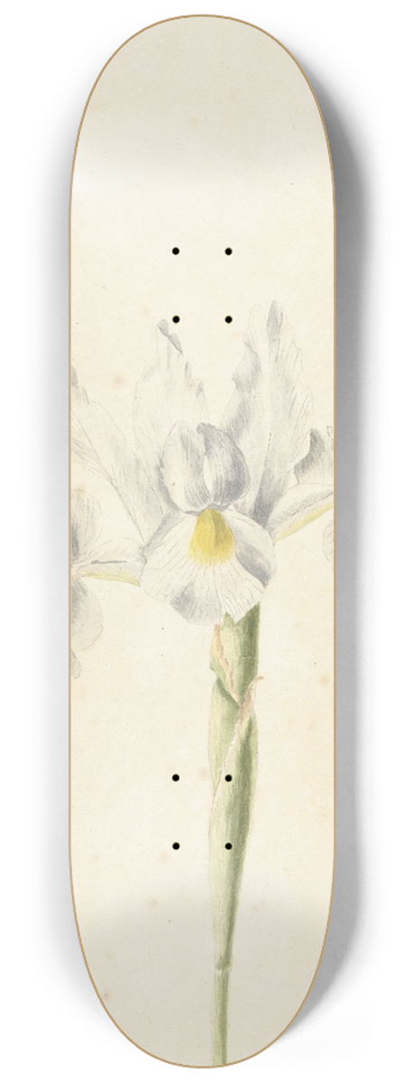 Pieter Withoos - Witte iris 8.25 inch art skate deck