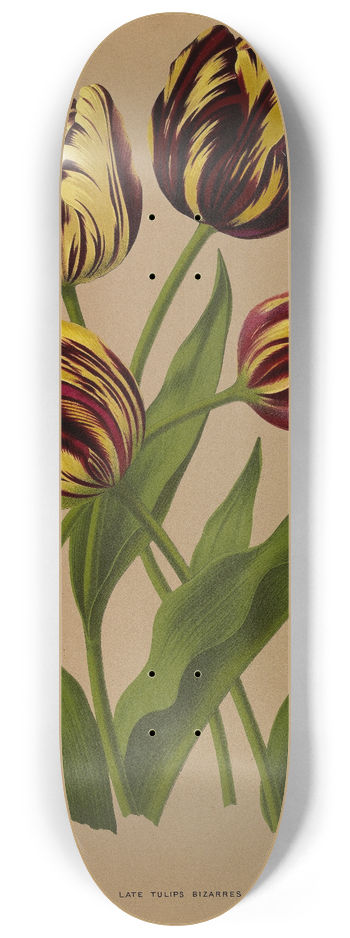 Arentina Hendrica Arendsen - Late Tulips Bizarres 8.25 inch art skate deck