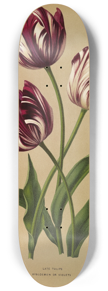 Arentina Hendrica Arendsen - Late Tulips 8.25 inch art skate deck