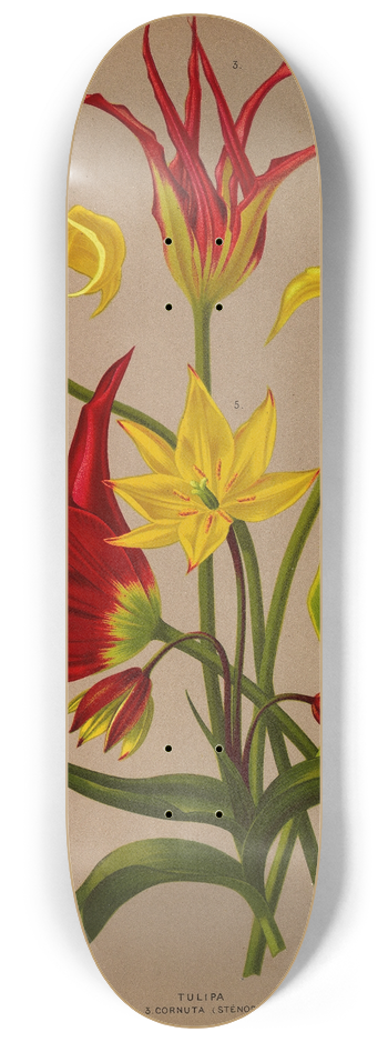 Arentina Hendrica Arendsen - Tulipa 8.25 inch art skate deck