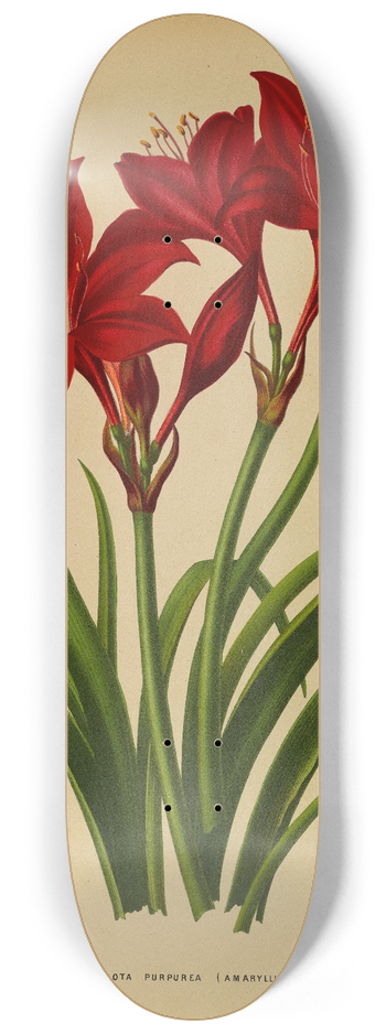 Arentina Hendrica Arendsen - Vallota Purpurea ( Amaryllis ) 8.25 inch art skate deck