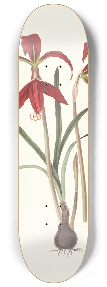 Priscilla Susan Bury - Amaryllis Formosissima. 8.25 inch art skate deck