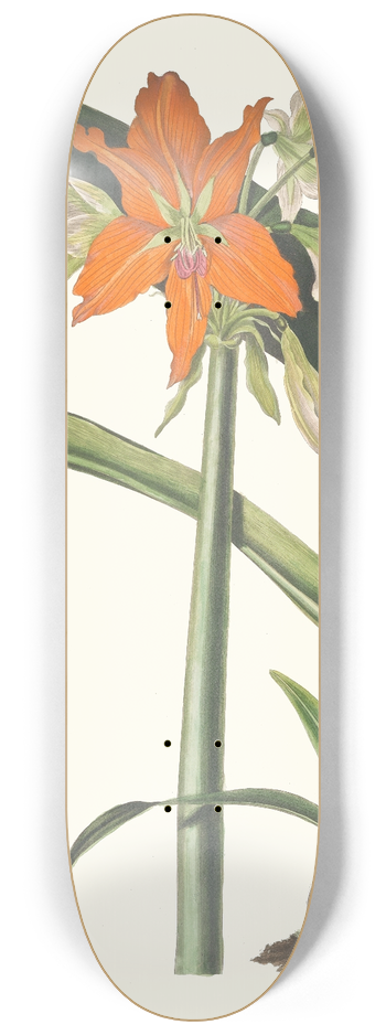 Priscilla Susan Bury - Amaryllis Fulgida 8.25 inch art skate deck