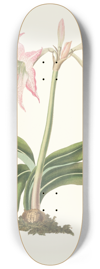 Priscilla Susan Bury - Amaryllis Steilatafolia 8.25 inch art skate deck