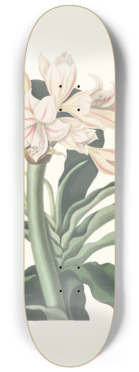 Priscilla Susan Bury - Crinum Scabrum 8.25 inch art skate deck