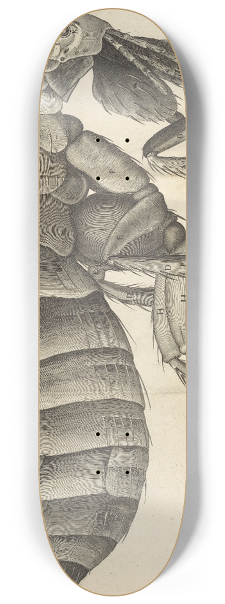 Robert Hooke - Microscopic view of a flea 8.25 inch art skate deck