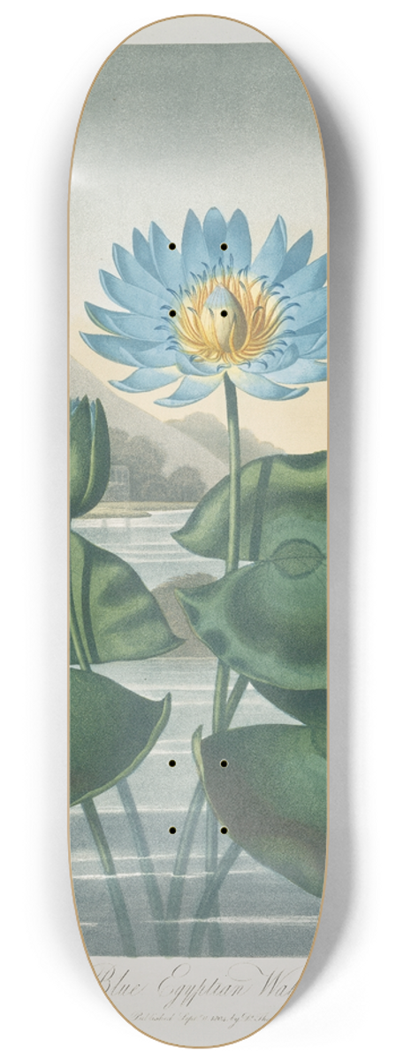 Robert John Thornton - The Blue Egyptian Water-Lily 8.25 inch art skate deck