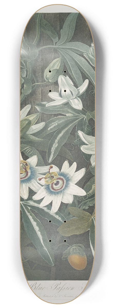 Robert John Thornton - The Blue Passion Flower. 8.25 inch art skate deck