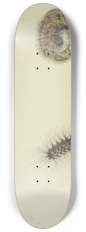 Rochus van Veen - Zwei Bren-Raupen 8.25 inch art skate deck