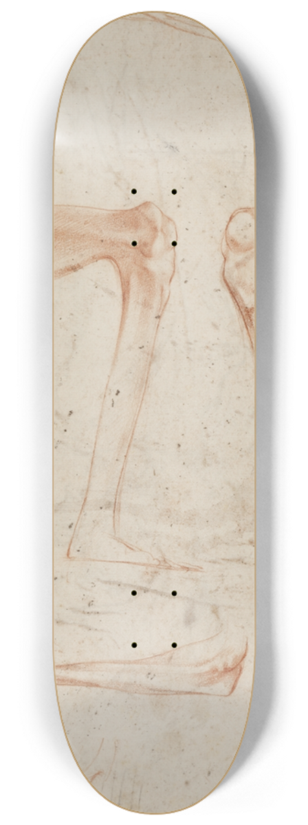 Rosso Fiorentino - Studies of legs, knees and arms 8.25 inch art skate deck
