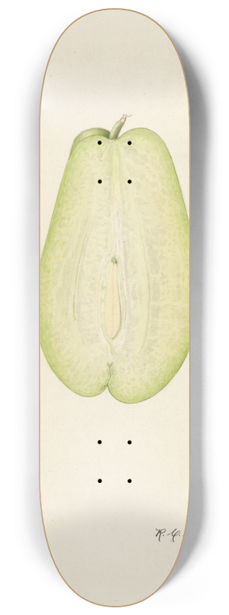 Royal Charles Steadman - Sechium edule 8.25 inch art skate deck