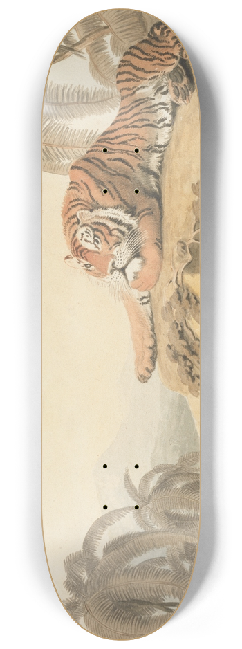 Samuel Howitt - A Tiger Resting 8.25 inch art skate deck