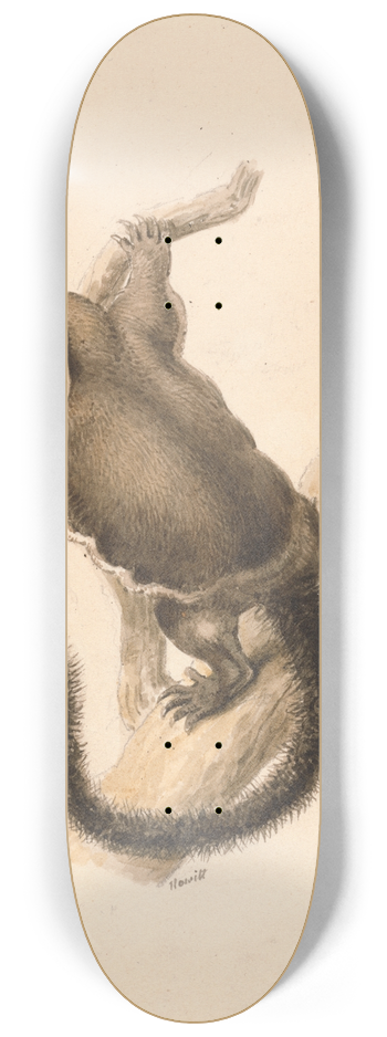 Samuel Howitt - Flying Squirrel 8.25 inch art skate deck