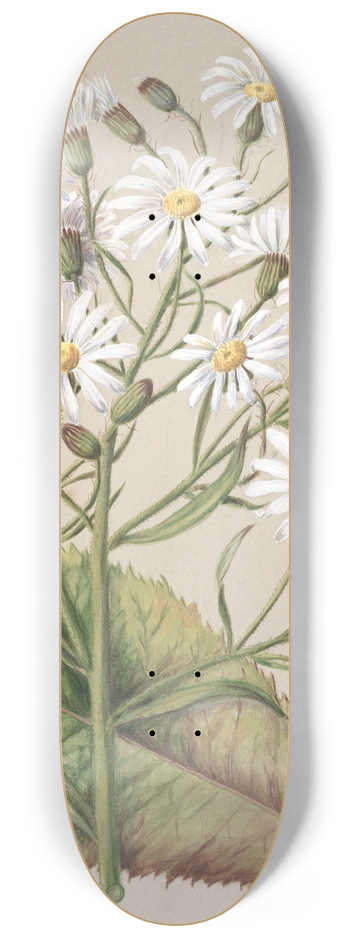 Sarah Featon - Senecio Hectori 8.25 inch art skate deck