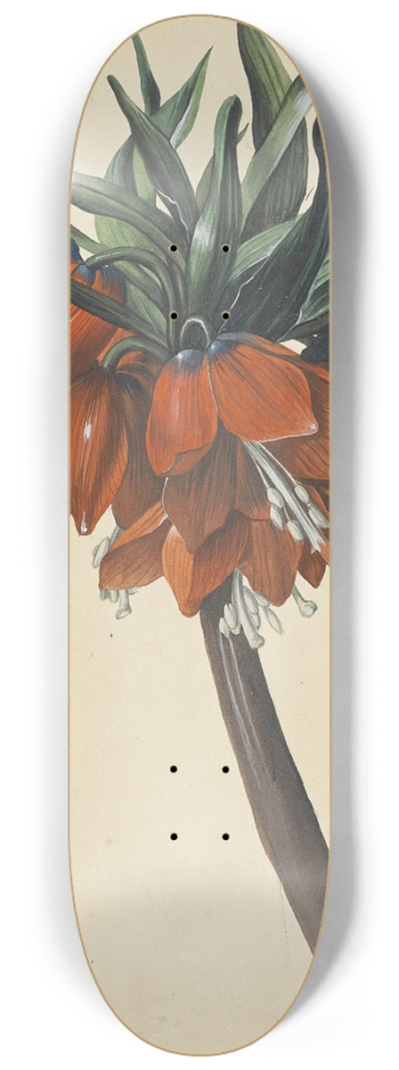 Sebastian Wegmayr - Frittelaria imperialis 8.25 inch art skate deck