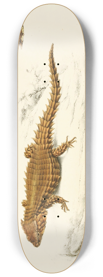 Sir Andrew Smith - Cordylus Cataphractus 8.25 inch art skate deck