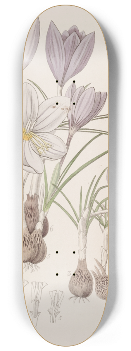 Sydenham Edwards - Autumnal Crocuses 8.25 inch art skate deck