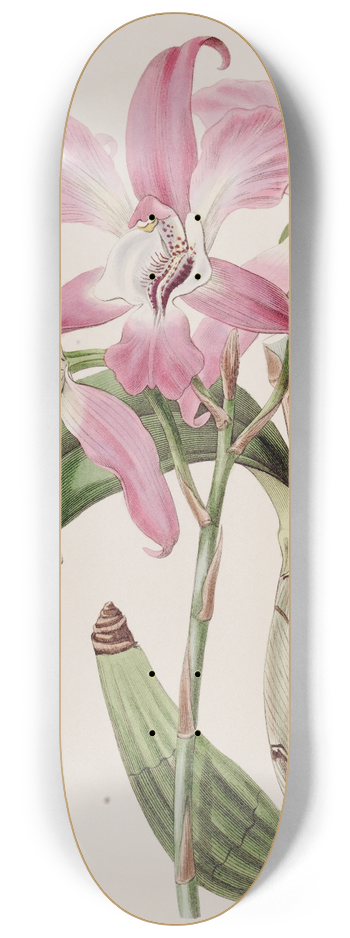 Sydenham Edwards - Autumnal Laelia 8.25 inch art skate deck