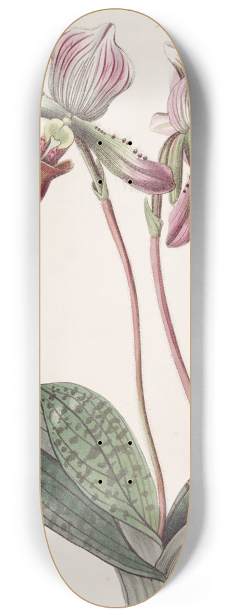 Sydenham Edwards - Bearded Ladys Slipper 8.25 inch art skate deck