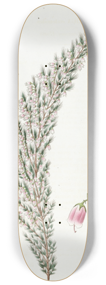 Sydenham Edwards - Bell-bearing Heath 8.25 inch art skate deck