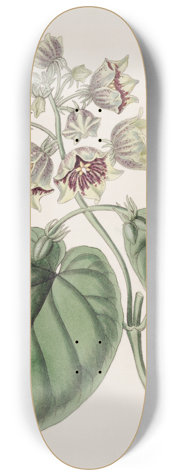 Sydenham Edwards - Bell-shaped Sarcostem 8.25 inch art skate deck