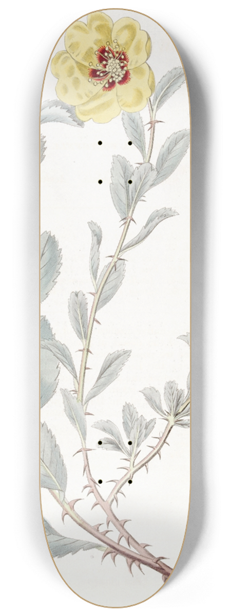 Sydenham Edwards - Berberry-leaved Lowea 8.25 inch art skate deck