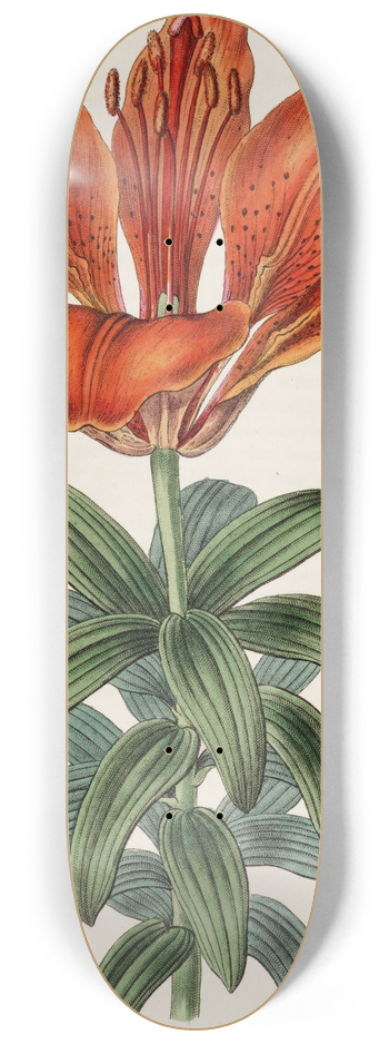 Sydenham Edwards - Blood-red Lily 8.25 inch art skate deck