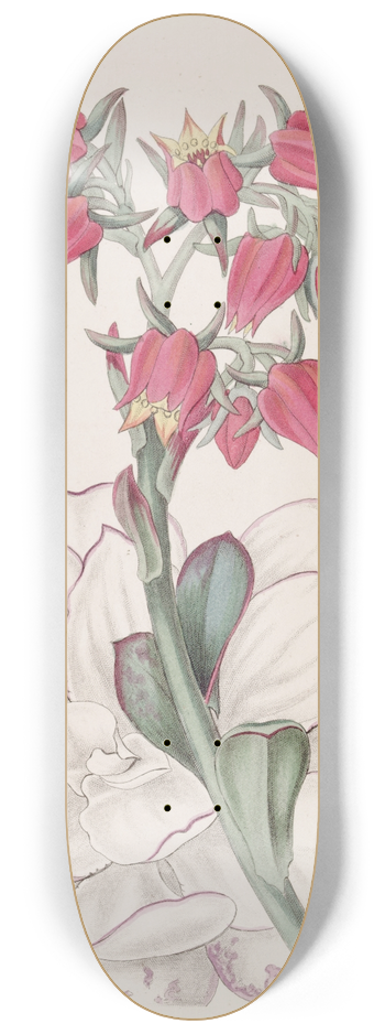 Sydenham Edwards - Blunt-leaved Echeveria 8.25 inch art skate deck