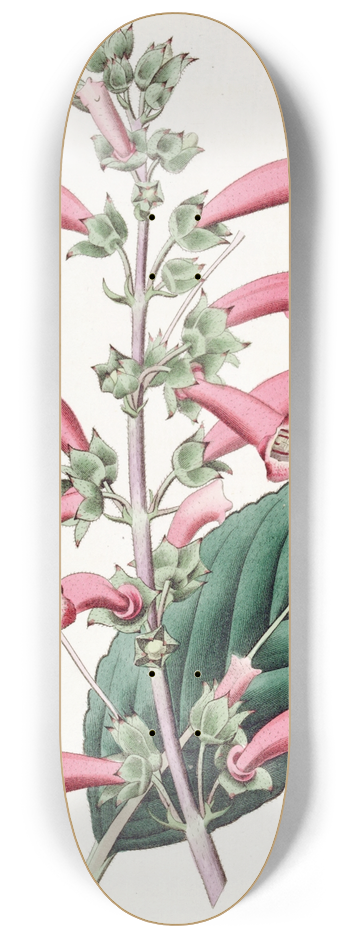 Sydenham Edwards - Brillant Gesneria 8.25 inch art skate deck