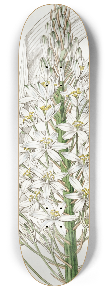 Sydenham Edwards - Broad-leaved Ornithogalum 8.25 inch art skate deck
