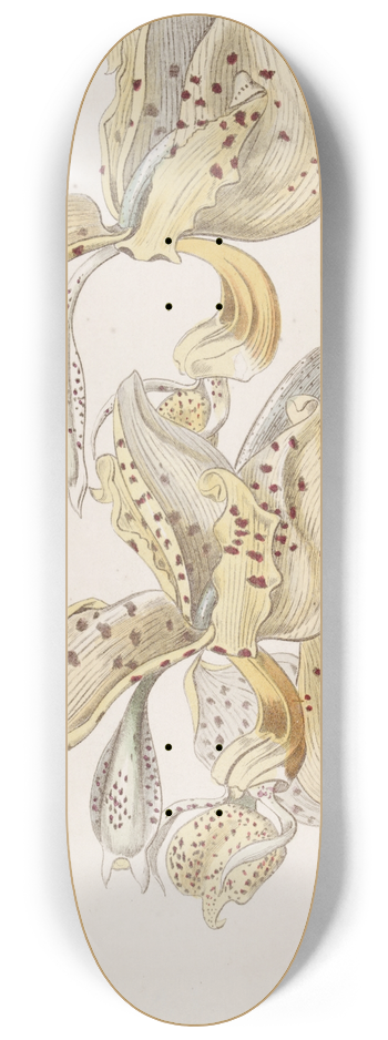 Sydenham Edwards - Bull-horned Stanhopea 8.25 inch art skate deck