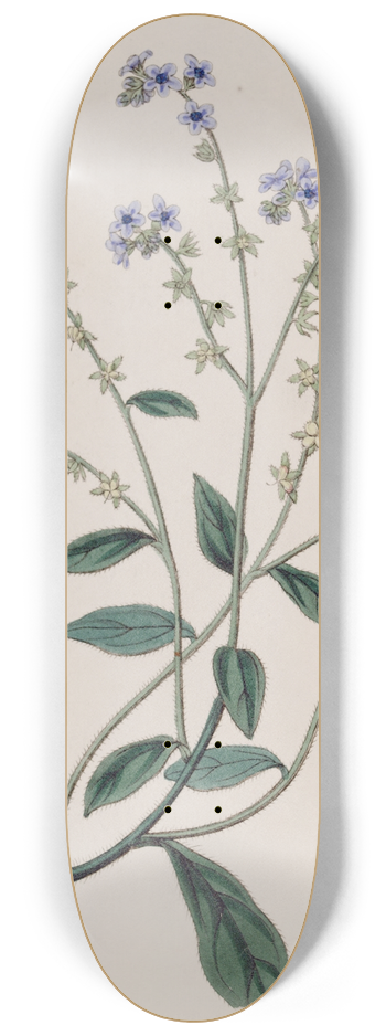 Sydenham Edwards - Burry Houndstongue 8.25 inch art skate deck