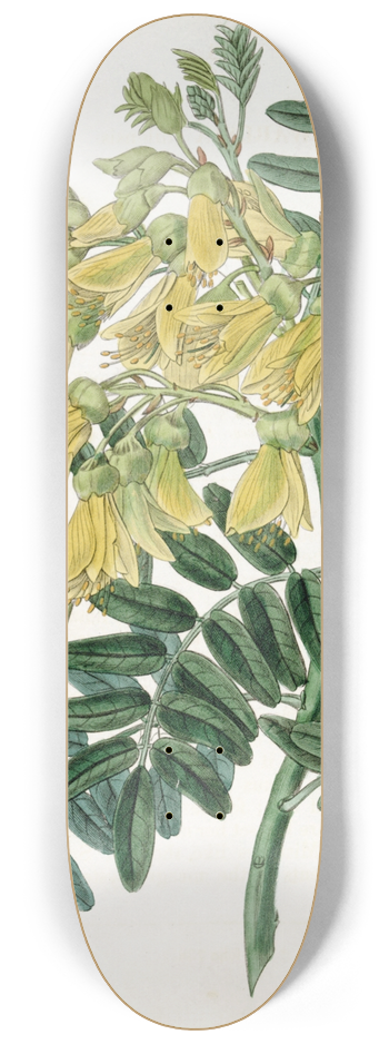 Sydenham Edwards - Chilian Mayu Tree 8.25 inch art skate deck