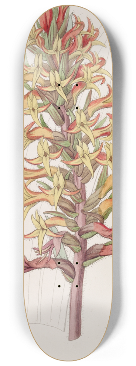 Sydenham Edwards - Cinnabar Stenorhynchus 8.25 inch art skate deck