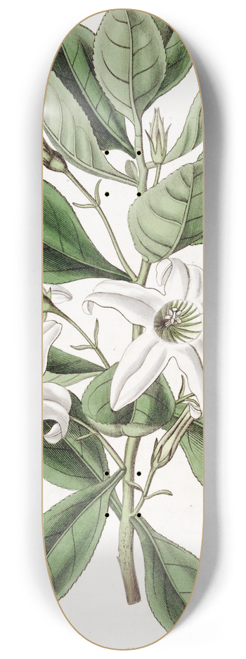 Sydenham Edwards - Clammy Anthocercis 8.25 inch art skate deck