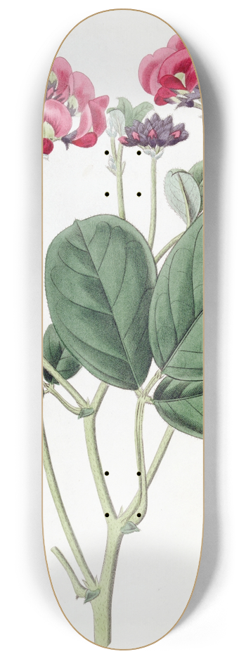 Sydenham Edwards - Close-headed Kennedya 8.25 inch art skate deck