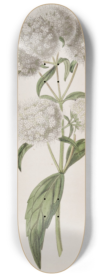 Sydenham Edwards - Close-headed Stevia 8.25 inch art skate deck