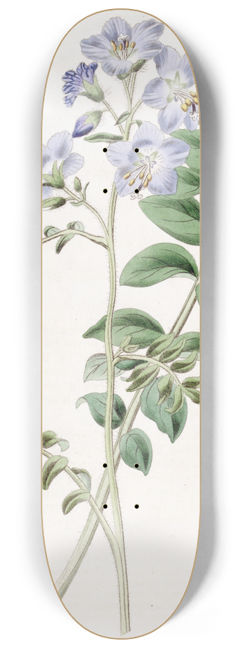 Sydenham Edwards - Common Greek Valerian  Hairy variety 8.25 inch art skate deck