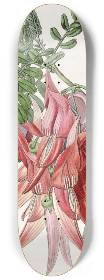 Sydenham Edwards - Crimson Glory-pea 8.25 inch art skate deck