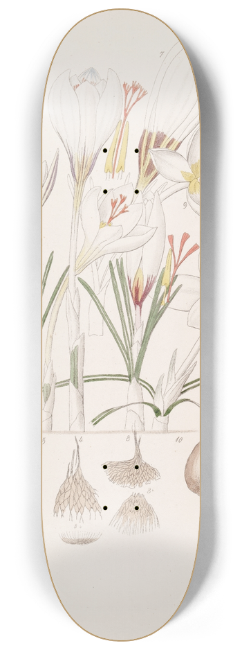 Sydenham Edwards - Crocuses 8.25 inch art skate deck