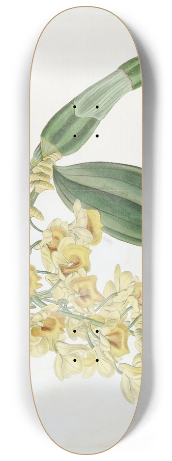 Sydenham Edwards - Dense-flowered Dendrobium 8.25 inch art skate deck