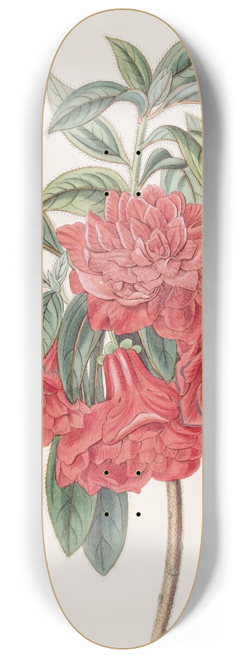 Sydenham Edwards - Double Red Azalea India 8.25 inch art skate deck