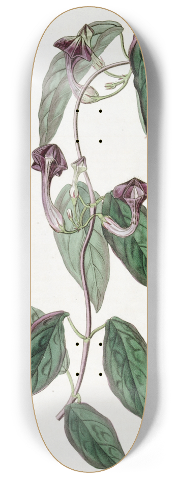 Sydenham Edwards - Elegant Ceropegia 8.25 inch art skate deck