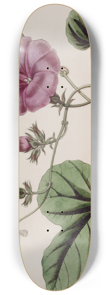 Sydenham Edwards - Fig-leaved Ipomaea 8.25 inch art skate deck
