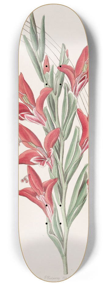 Sydenham Edwards - Garden Variety. 8.25 inch art skate deck