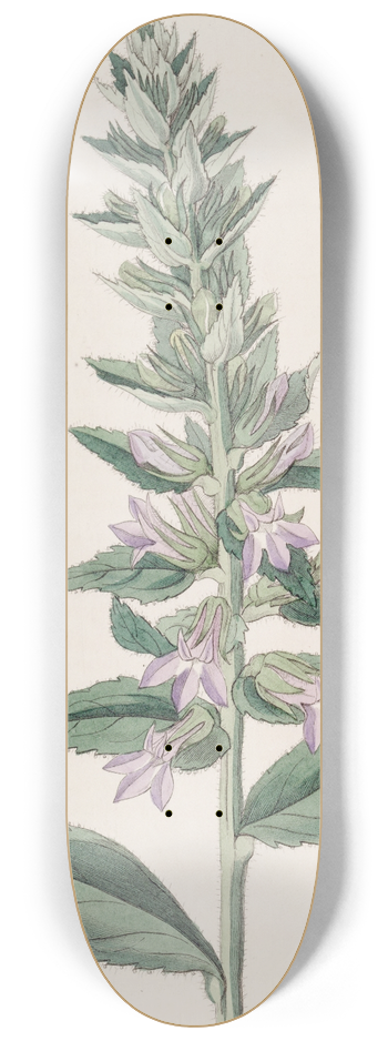 Sydenham Edwards - Glandular Lobelia 8.25 inch art skate deck
