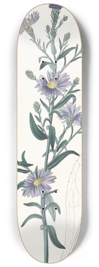 Sydenham Edwards - Glaucous Aster 8.25 inch art skate deck