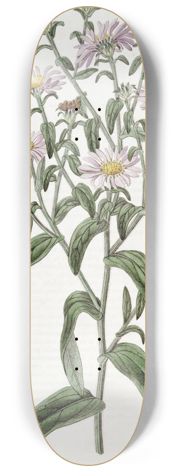 Sydenham Edwards - Glossy Aster 8.25 inch art skate deck