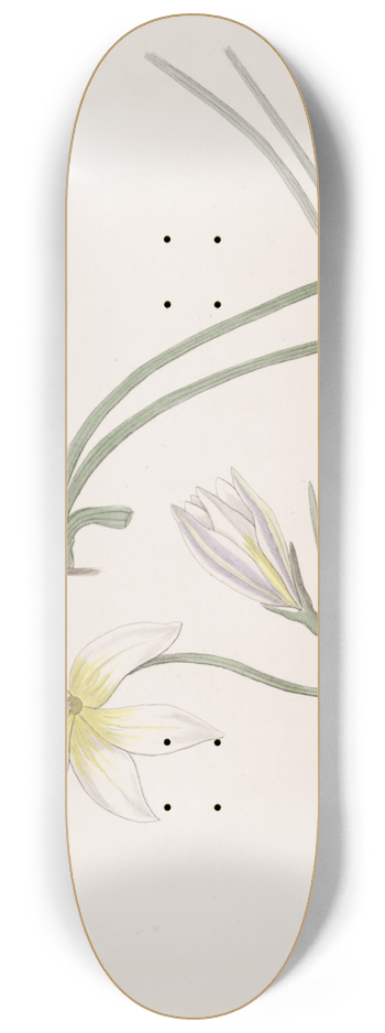 Sydenham Edwards - Greek Trichonemes 8.25 inch art skate deck